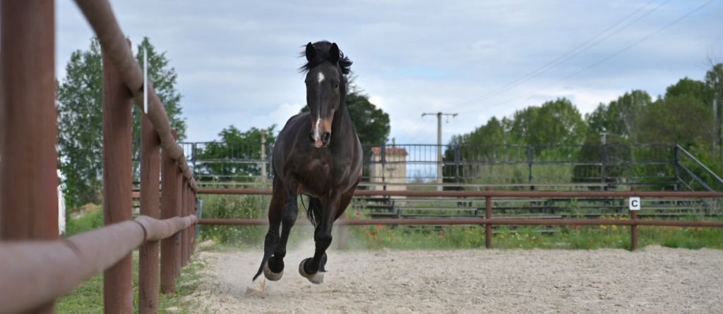 ecurie-chevaux-de-sport-pyrenees-orientales