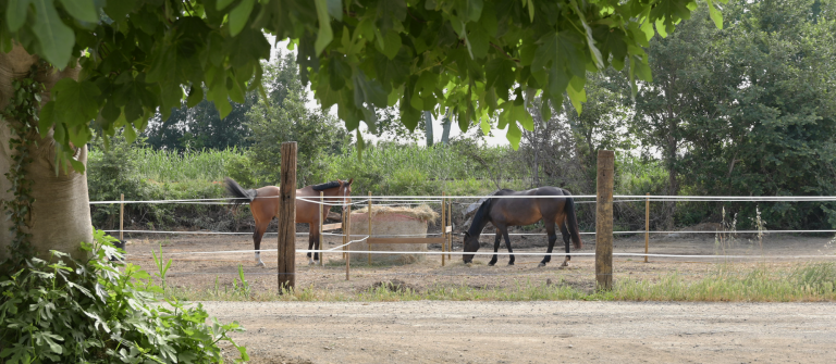 ecurie-chevaux-sport-concours-perpignan