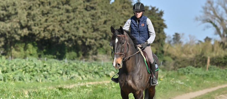 pension-chevaux-de-sport